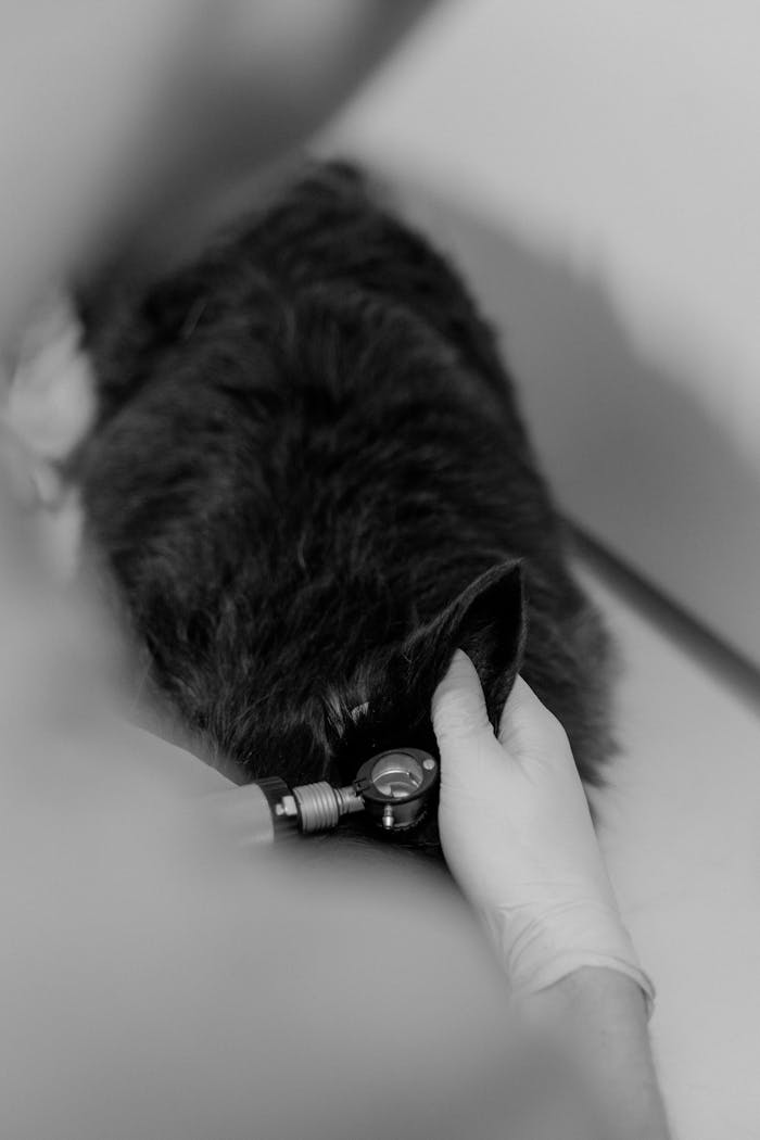 A monochrome close-up of a veterinary checkup on a cat using an otoscope.
